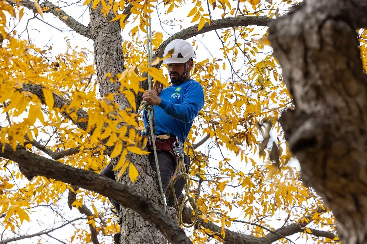 Skilled Tree Pruning crew working in Queen City