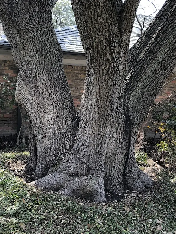 Mature heritage tree close to a Queen City property cared for by certified arborists